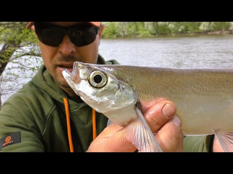 Видео: Клює Тільки Чехоня. Фідер на Десні у Травні