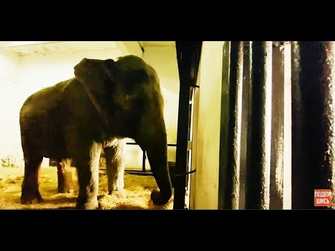 Видео: Почему не соединяют слоних МАГДУ и ДЖЕНИ?!