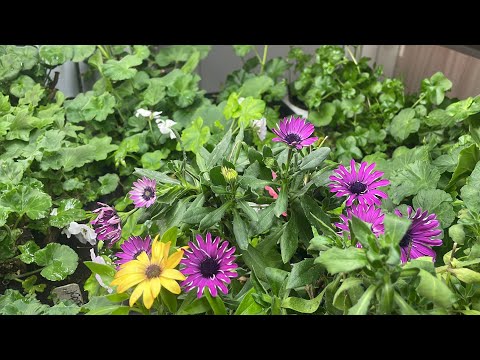 Видео: Как же чувствуют мои растения в летней кухне на 23 октября 🤔