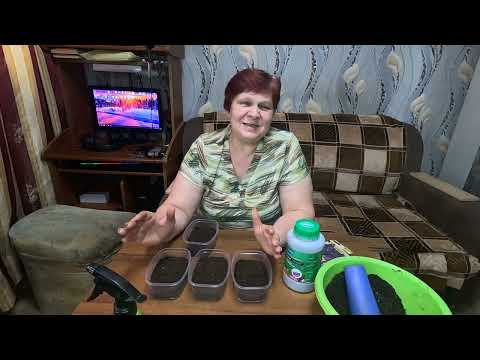 Видео: Базилик без хлопот!! Этот способ посева Базилика никогда не подводил!!