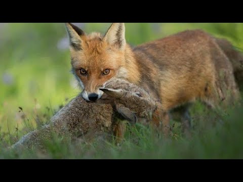 Видео: Охота на лису с гончими 2021.Выгнали лису из камыша