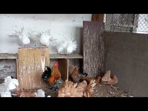 Видео: Вадим і його домашній зоопарк, тел. (095)1933910, частина 2.