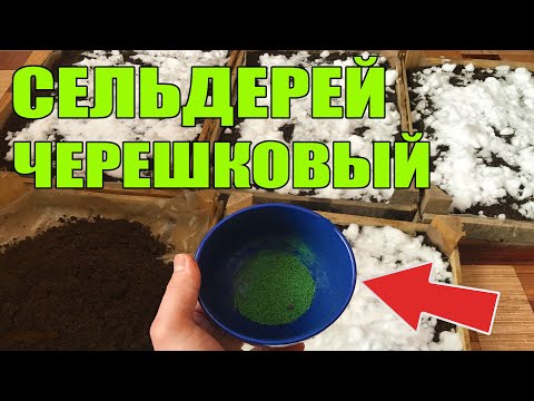 Видео: Сельдерей черешковый выращивание от ПРОФИ )  ! Лучшая рассада на огород
