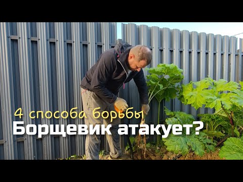 Видео: Борщевик - зло! Четыре способа борьбы с ним. Дилетанты ломают лопаты