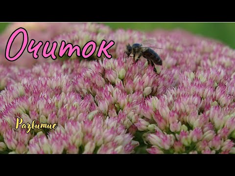 Видео: Очиток / Sedum
