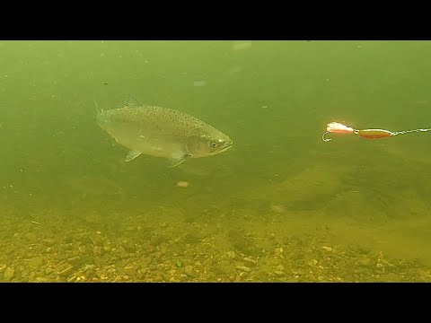 Видео: Блесна с октопусом съемка в воде.