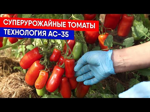 Видео: Суперурожайные томаты - технология АС-35