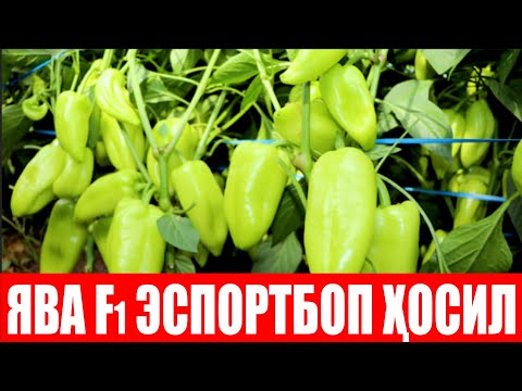 Видео: Ява F1 ни устунлиги меваси стандарт ва серҳосил касалликларга чидамли дурагай (Pepper Jawa F1)