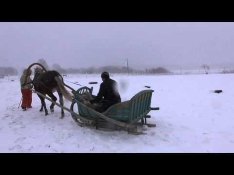 Видео: Заездка молодой лошади в сани.