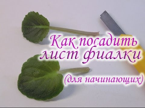 Видео: Как посадить лист фиалки. Как вырастить фиалку из листа. Укоренение листового черенка фиалки.