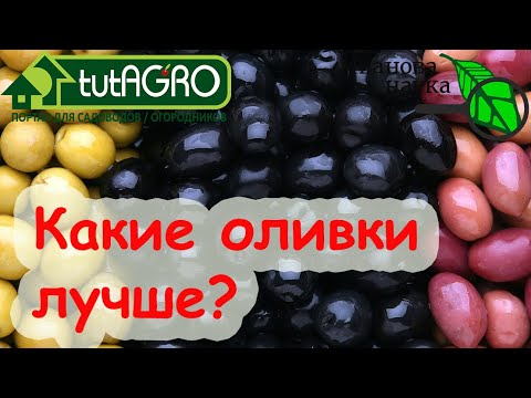 Видео: НАТУРАЛЬНЫЕ или КРАШЕНЫЕ? Выбираем оливки и маслины по вкусу, цвету и пользе.