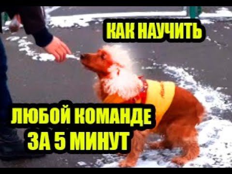 Видео: Спаниель Сёма: Как научить любой команде за 5 минут ДРЕССИРОВКА