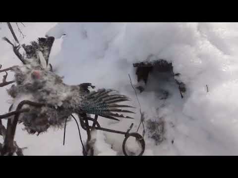 Видео: Проверка капканов на снегоходе.