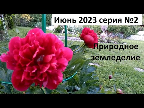 Видео: Июнь 2023 №2.Уход за огородом в природном земледелии.