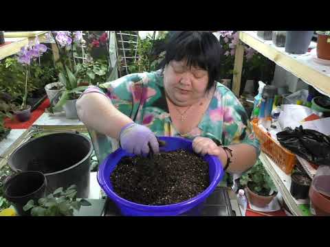 Видео: бальзамины из семян. перевалка