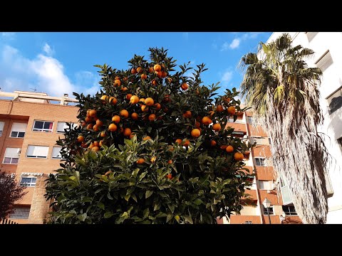 Видео: # 123 Плюсы И Минусы Валенсии.  Почему Мы Переехали?