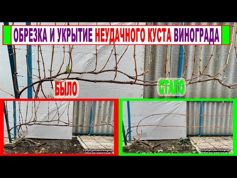 Видео: 🍇 У куста винограда 5 лет 2 рукава! Как формировать, как обрезать и как укрывать на зиму? Шпалера!