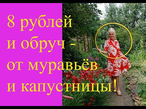 Видео: Как избавиться от муравьёв и капустной белянки
