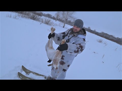 Видео: Охота на зайца русака.с Эстонской гончей