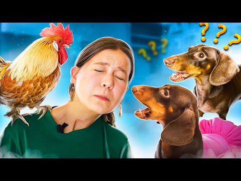 Видео: НЕОЖИДАННАЯ РЕАКЦИЯ СОБАК НА ПЕТУХА | ОН КЛЮНУЛ ЧАПКУ!!!