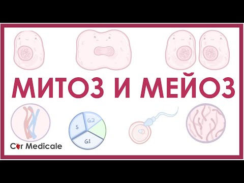 Видео: Митоз и мейоз - биология и физиология клетки