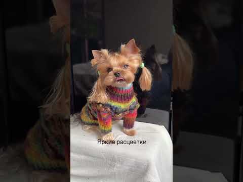 Видео: Теплые фантазийные свитера из шерсти, мохера и альпаки #ранетка #собака #одеждадлясобак #clothing