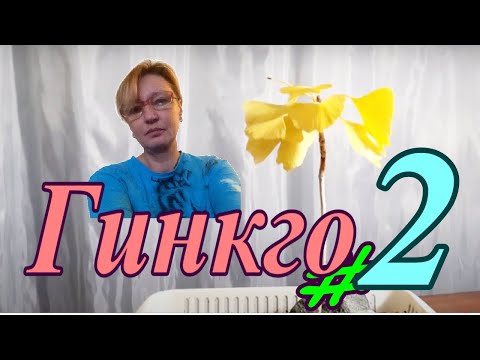 Видео: Гинкго/Gīnkgo 2  Ноябрь 2024