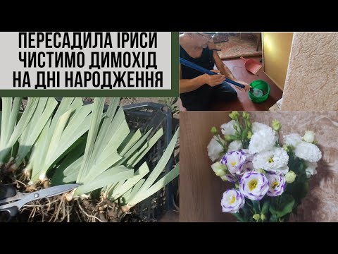 Видео: #75 Пересадила іриси/ Чистимо димохід  шукаємо забиті канали/В гостях у сестри на день народженні