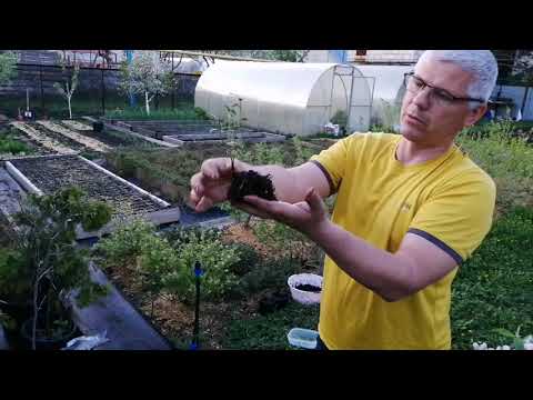 Видео: Черенкование брусники, проще некуда!!! Cuttings cranberries, easier nowhere!!!