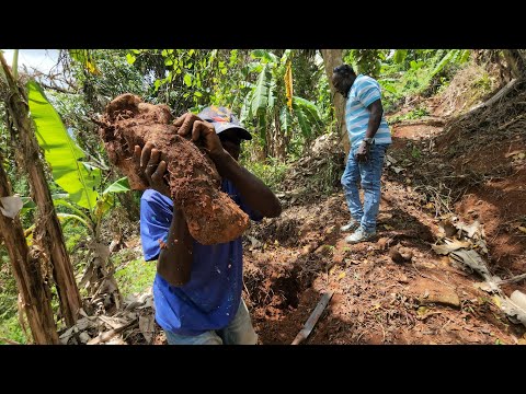 Видео: Путешествие к хлебным корзинам на ферме по выращиванию ямса в Сент-Элизабет