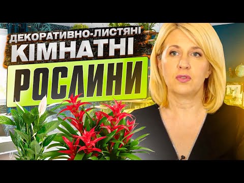 Видео: Декоративно-листяні кімнатні рослини і догляд за ними.