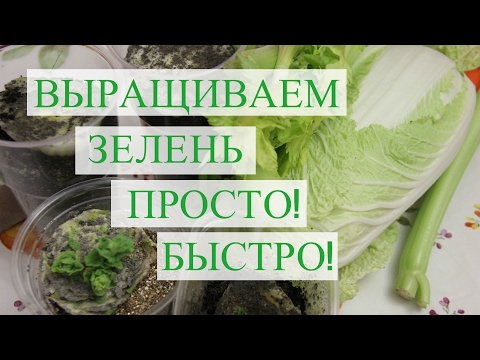 Видео: Как Вырастить Пекинскую Капусту и Сельдерей Быстро.