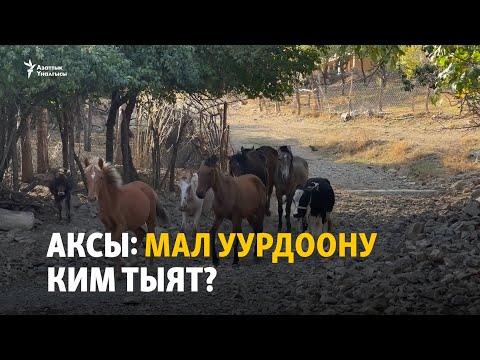 Видео: Аксы: Мал уурдоону ким тыят?