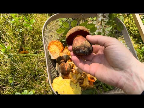 Видео: НАШЕЛ СУПЕР ГРИБНОЕ МЕСТО! ДУБОВИКИ! ЛИСИЧКИ! Поиск грибных мест по ГУГЛ КАРТАМ!