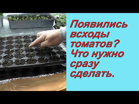 Видео: Как не испортить рассаду томатов сразу после всходов.