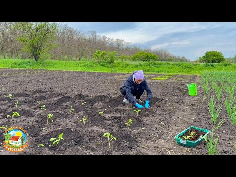 Видео: Хуторская жизнь без прикрас. Погибает наш сад. Посадили рассаду.