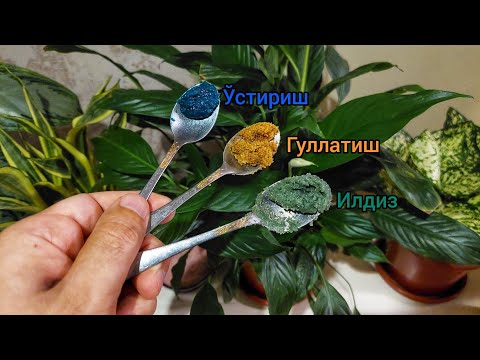 Видео: Зўр ва тез натижа берадиган озуқа. Хона гулларини гуллатиш, ўстириш, илдиз ривожлантириш учун.