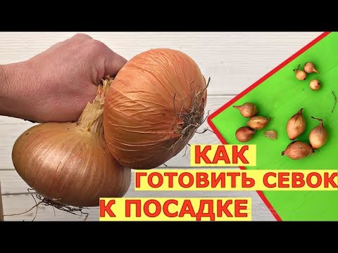 Видео: Вырастить КРУПНЫЙ ЛУК, какой севок выбрать? ПОДГОТОВКА севка к посадке