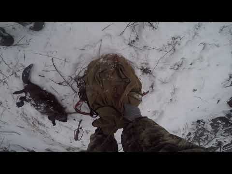 Видео: проверка капканов на бобра по первому льду checking beaver traps on the first ice