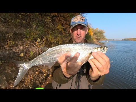 Видео: В проводку с болонским удилищем за чехонью