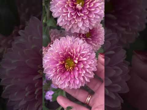 Видео: Прием заявок на весну 2026 #черенки #саженцы #хризантема #тюмень #цветы #сад #дача #garden #сорт 
