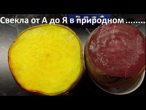 Видео: Свекла от А до Я в природном земледелии.