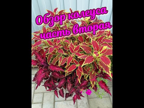 Видео: Колеус в моем саду)) Обзор по сортам)) Часть вторая))