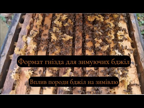 Видео: Який має бути формат гнізда зимуючих бджіл