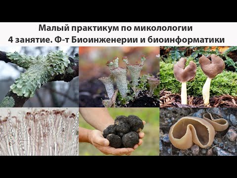 Видео: Малый практикум по микологии. Факультет Биоинженерии и биоинформатики. 4 занятие