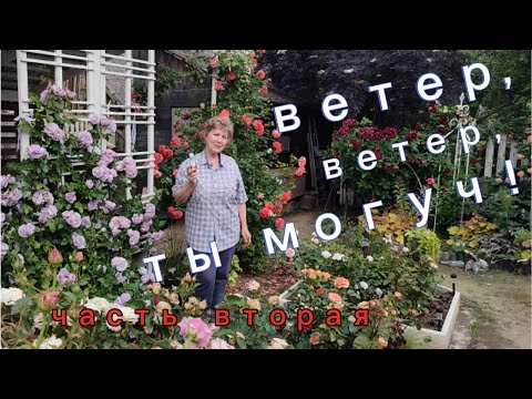 Видео: Какие  розочки  подпортил  ветер  ?  И  снова  о  МР - новый  препарат. Тестируем  его !