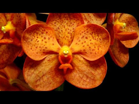 Видео: Суперские новинки от Нинули!!!