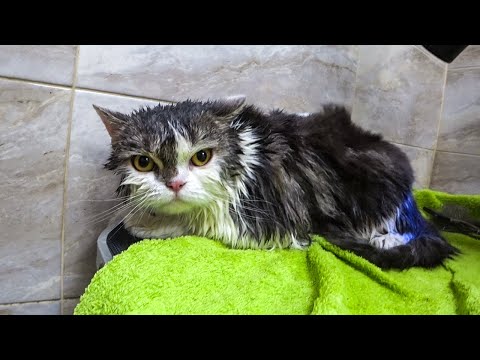 Видео: ЧУТЬ НЕ УТОПИЛИ КОТА 😱