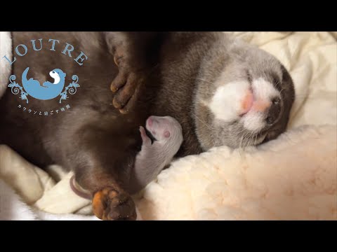 Видео: Драгоценный малыш выдра 3 дня
