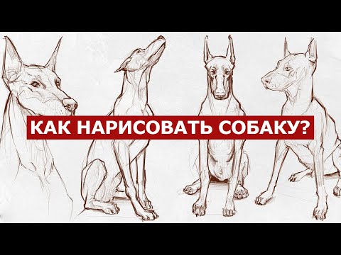 Видео: 2 способа нарисовать собаку простым карандашом